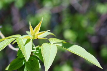 close up of a flower