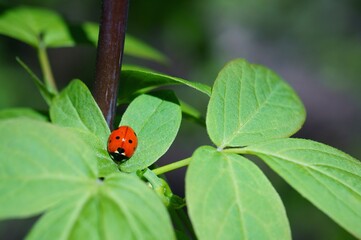 ladybird on a leaf