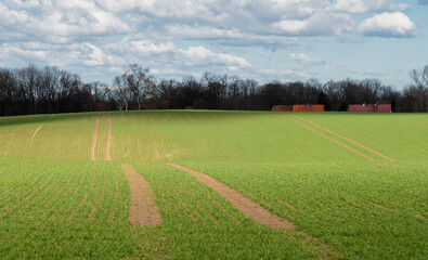 Field with young green wheat in Silesia, Poland. Europe