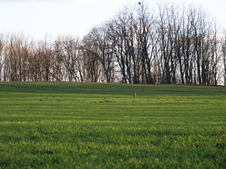 Group of deers on green wheat field in Silesia, Poland © Masson