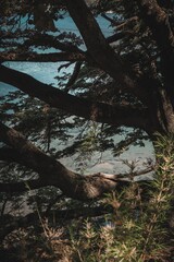 tree in the forest and lake