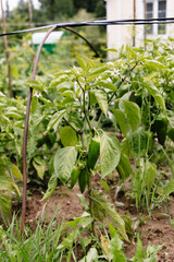 A large beautiful green sweet pepper grows on the bush. A healthy vegetable rich in fiber, vitamins and minerals. Vegetarian food. Gardening and cultivation of cultivated plants variety. Close-up
