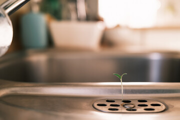 Small tomato seedling growing from the drain of a metal sink in the kitchen. Concept of growth, hope, strength or new life. Warm colors, low angle view, macro with background blur and copy space.