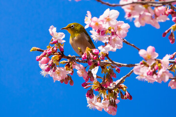 桜とメジロ