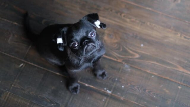 Black brabanson cute puppy with patched ears looking at the camera at wooden floor background