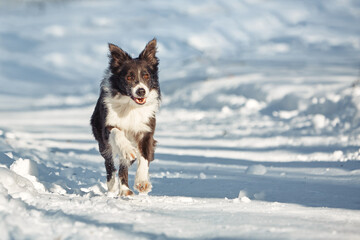 Border Collie and Belgian Shepherd for a walk in winter