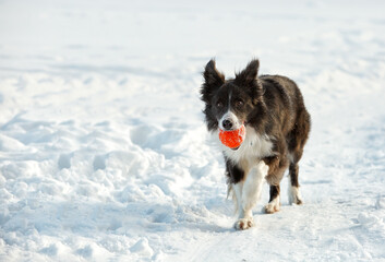 Border Collie and Belgian Shepherd for a walk in winter