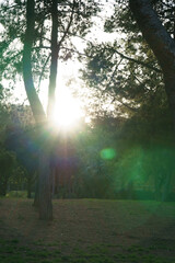 Bosque
