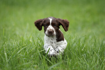 Cute little english springer spaniel puppy running on the grass - obrazy, fototapety, plakaty