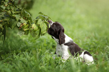 Little English Springer Spaniel puppy sniffing leaves while walking in the garden