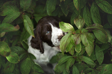 Little funny english springer spaniel puppy outdoors - obrazy, fototapety, plakaty