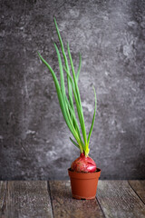 Photo of green onions in a pot.