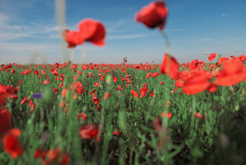 Obraz premium field of red poppies, field of poppies, poppy field in summer, poppy field with sky, many poppys, beautiful sky