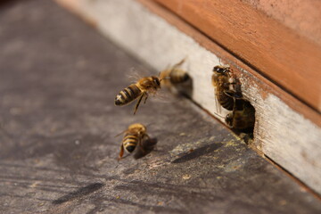 Bee approaching the hive.