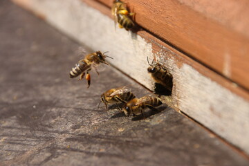 Bee with pollen approaching the hive