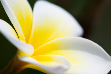 Close-up of white frangipani flowers with the black background.