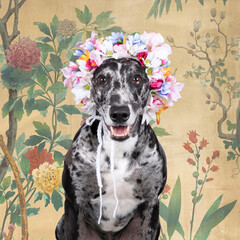 Studioshot of a lurcher a type of sighthound mixed greyhound whippet with a flower hat against a...