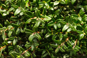Close-up leafs Myrtle tree or myrtus