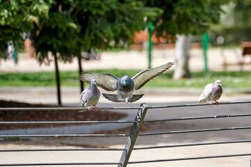 Pigeon finishing the flight perching on a fence where other pigeons are already