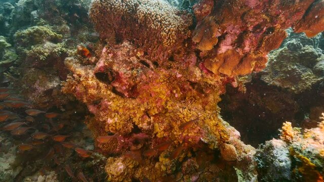 School of Glassy Sweeper in coral reef of Caribbean Sea, Curacao