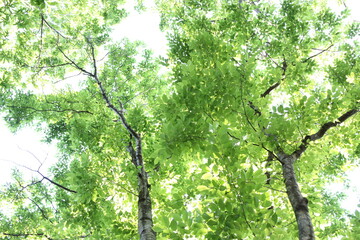 新緑の樹木のイメージ