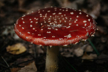 Toadstool on a shaded forrest floor.