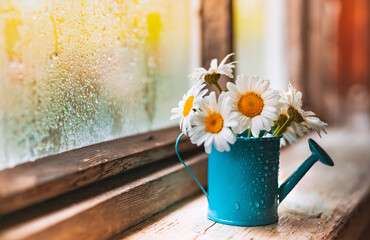 Decorative watering can vase with wildflowers white daisies on the village wet window in the drops...