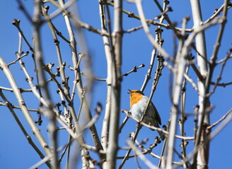 Fototapeta premium European Robin (erithacus rubecula) perching in a tree and singing, seen against a blue sky. Early spring, and the branches are still bare.