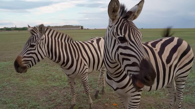 two zebras nervously chew food twitching their skin annoying insects midges. look around accusingly. disgruntled. National park landscape outdoors. Wild nature video footage. Elegant horse animals