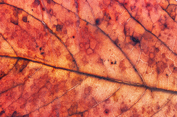 Macro photo of dry bright red leaf