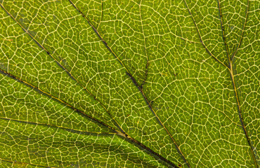 Macro photo of dry green black currant leaf