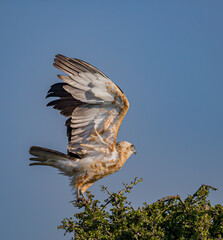 Black Crested Snake Eagle takes flight in Kenya