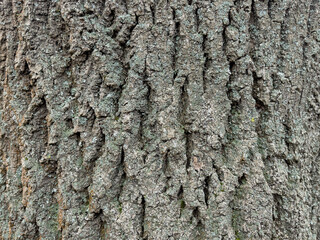 Embossed texture of the bark of tree. Pattern of natural tree bark background.