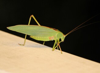 Fototapeta premium Gum-leaf Katydid (Torbia viridissima) at night, South Australia