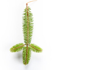 fir tree branch on a white background