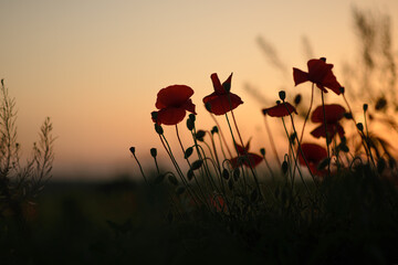 sunset in the poppies field