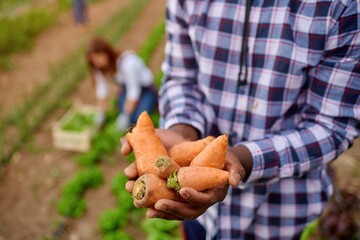 Close-up of freshly harvested carrot in the hands of the farmer in the organic vegetable garden.Selective focus