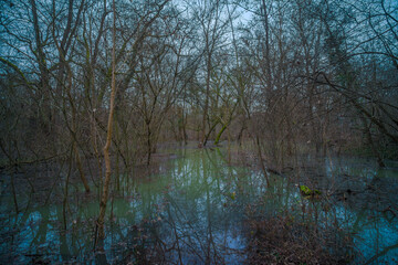Flooding of the river Rhine, photographed on January 31, 2021, at Mannheim in Germany.