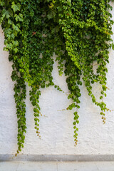 Fototapeta premium green ivy on wall