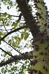 Árbol palo borracho visto desde abajo, foco selectivo en su tronco. 