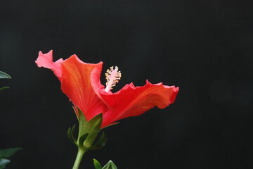 Hibiskus © JRM-Photo