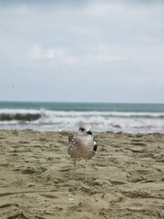 seagull on the beach