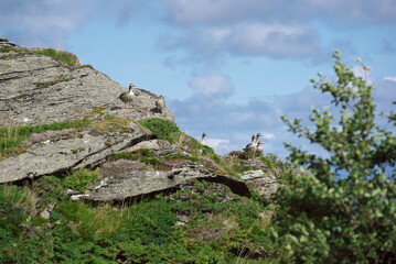 Several greylag geese perched on the cliff of Lovund island on sunny summer day against background of blue sky