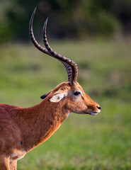 Close up of horns of a male impala in Kenya