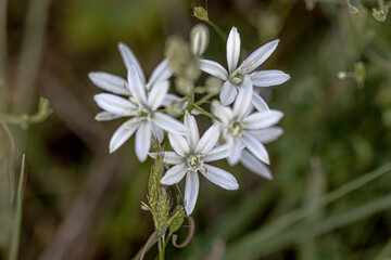 lilium flower close up natural