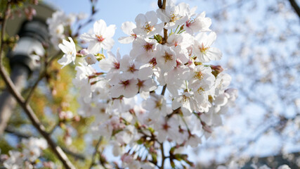 Obraz premium ソメイヨシノ