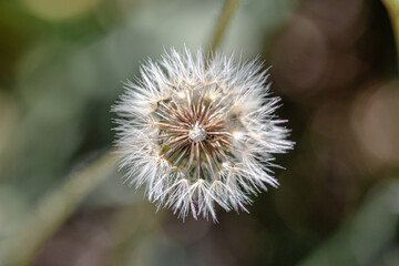 close up on a eastern groundsel