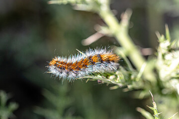 close up on Thaumetopoea caterpillar