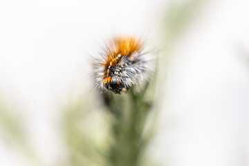 close up on Thaumetopoea caterpillar