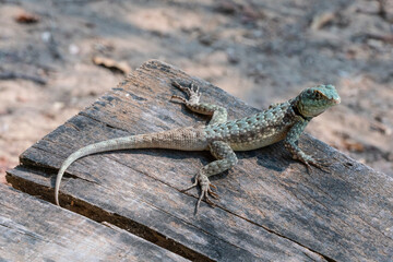 Lizard on a plank
